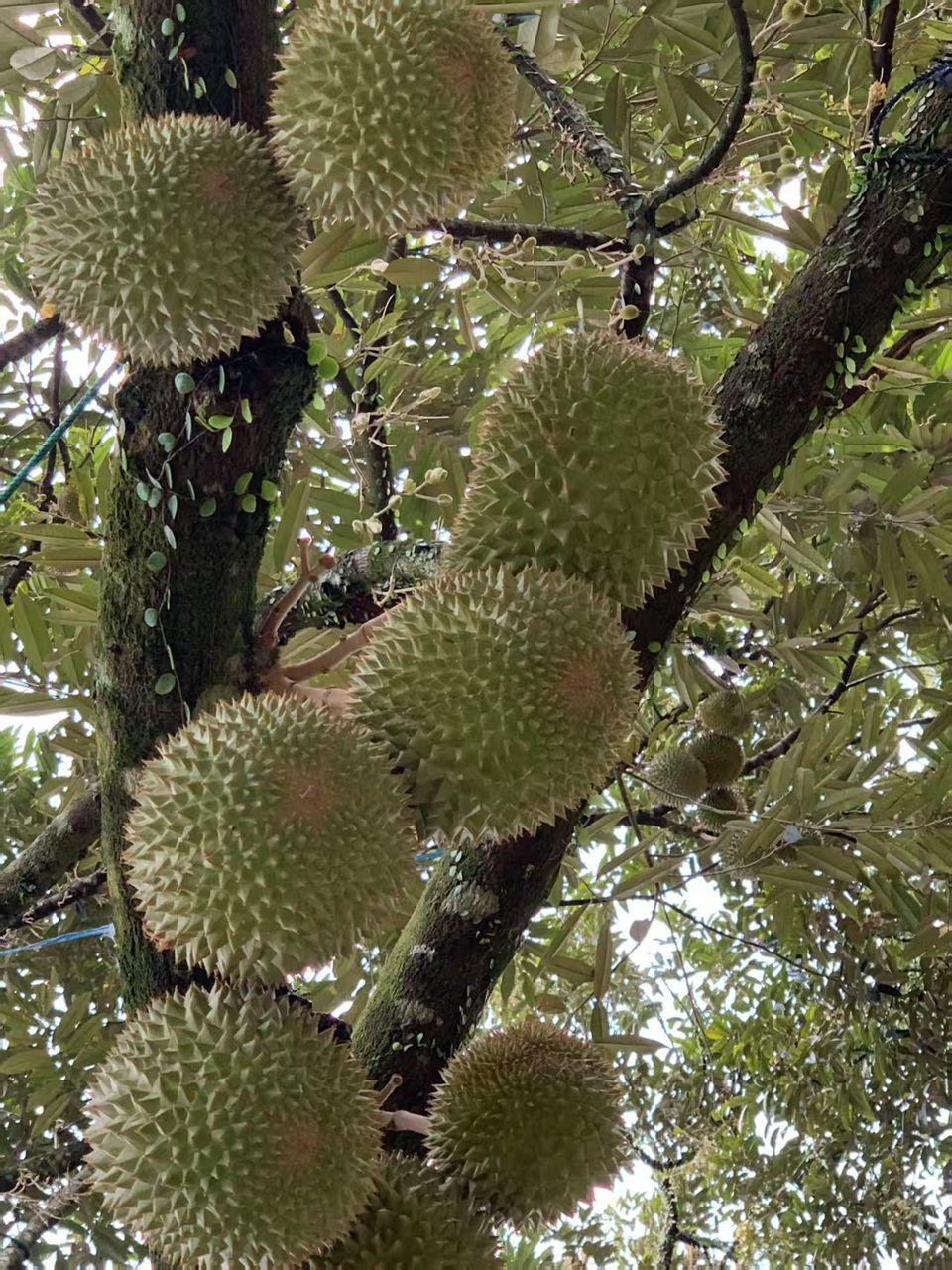 durian