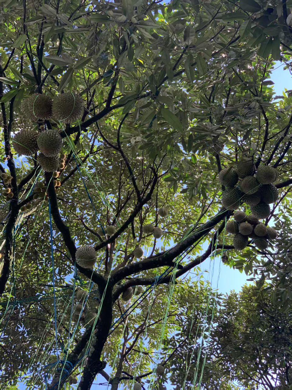 聚焦优质种植园